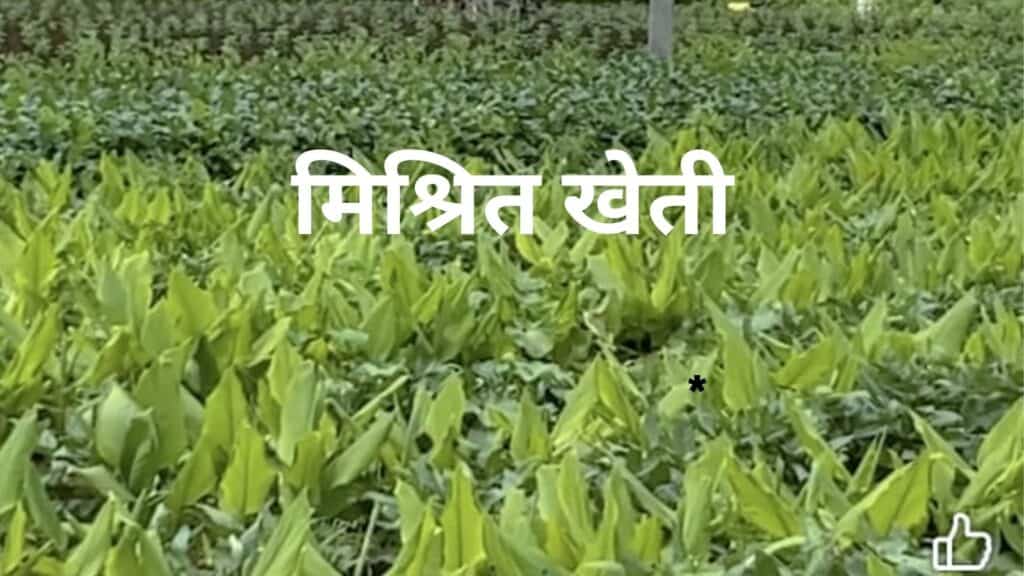 मिश्रित खेती