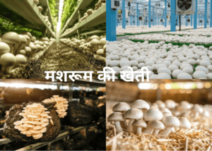 मशरूम की खेती 